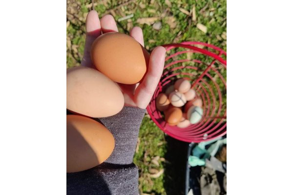 eggs